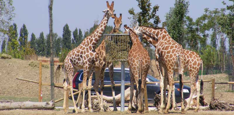 zoo safari oleggio