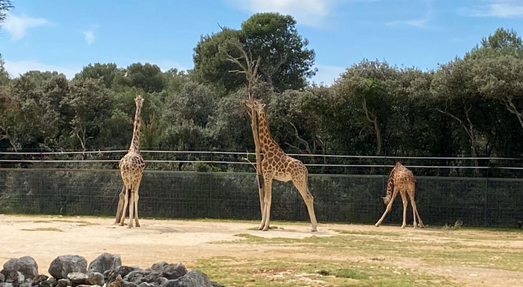 safari park puglia italy